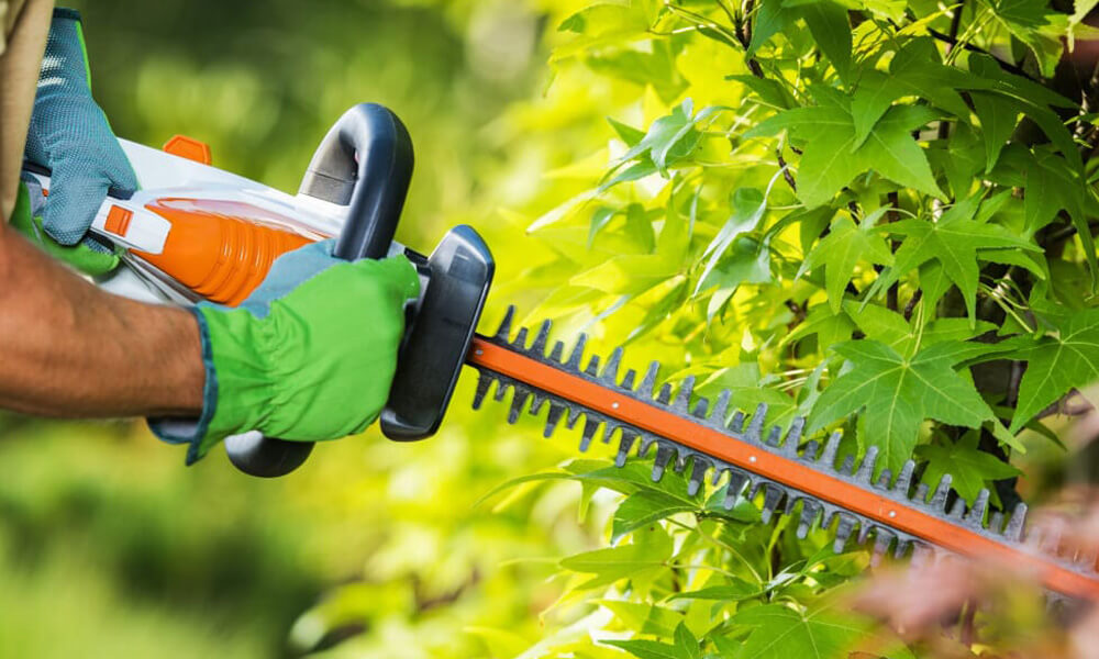 Atrezzature
Giardinaggio e Boschivo